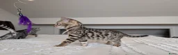 Bengal cats for sale: 🖤🩶🤍 BEAUTIFUL BENGAL KITTENS 🤍🩶🖤 - Advert 18