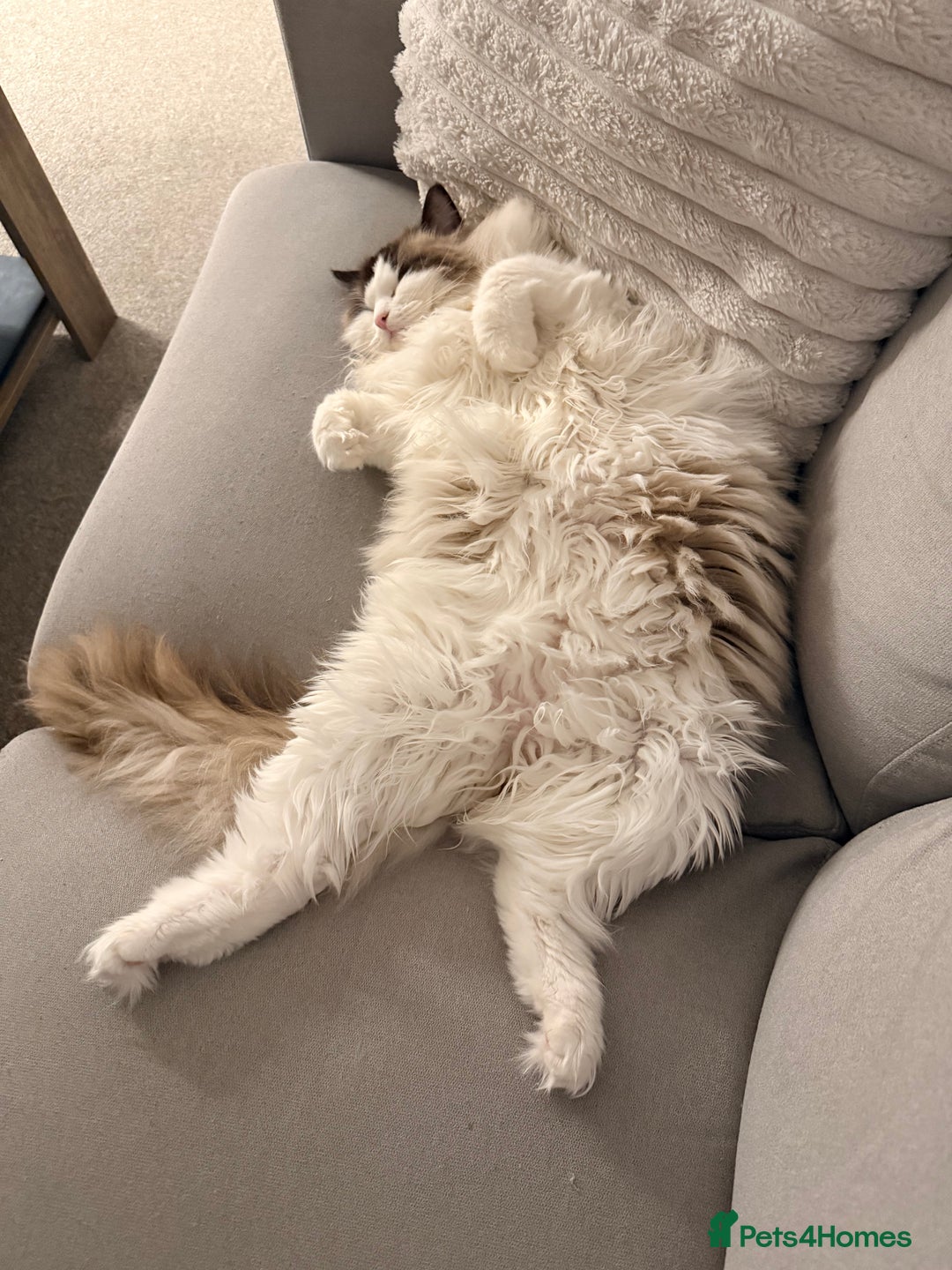 Ragdoll cats for sale: 10 Month Female GCCF Ragdoll Seeking Forever Home - Advert 7