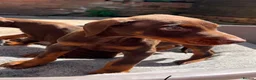 Dobermann dogs for sale: KC Dobermann pups  - Advert 13
