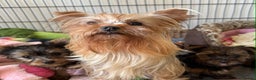 Yorkshire Terrier dogs for sale: Beautiful Pedigree Yorkshire Terrier puppies. - Advert 17