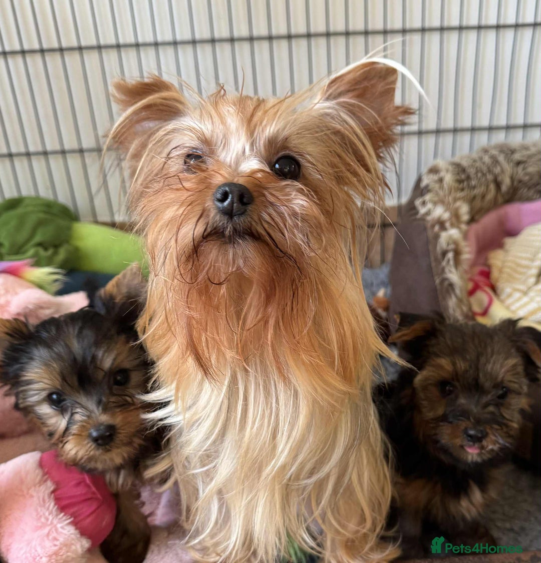 Yorkshire Terrier dogs for sale: Beautiful Pedigree Yorkshire Terrier puppies. - Advert 13