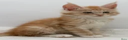 Maine Coon cats for sale: TICA Reg Maine Coon Kittens Red & Tortie Babies - Advert 3