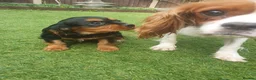 Cavalier King Charles Spaniel dogs for sale: King Charles Cavalier puppies in Billingshurst - Advert 4