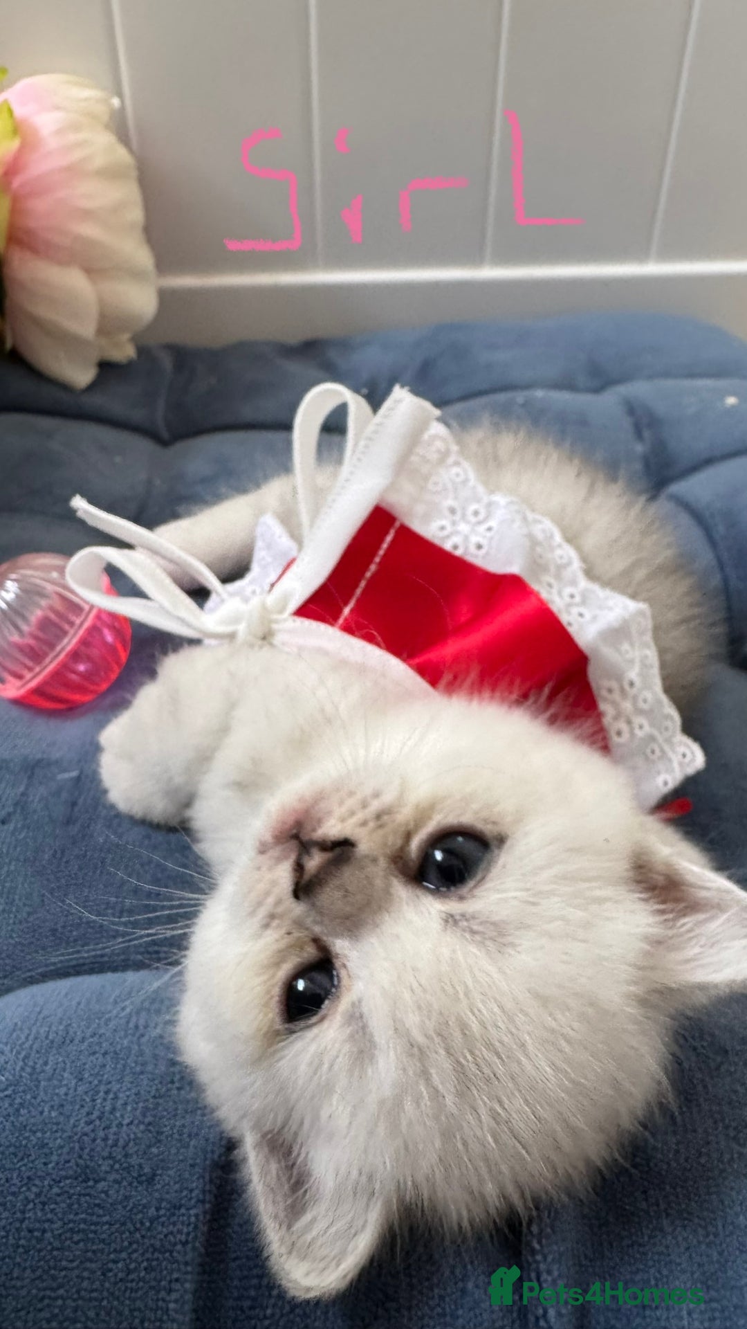 Scottish Fold cats for sale: 2 Scottish Girls  - Image 14