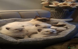 Ragdoll cats for sale: 🌸 Adorable Ragdoll Kittens 🌸 - Image 2