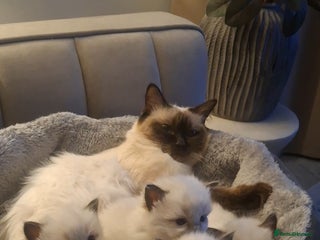 Ragdoll cats - Advert 14