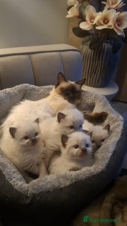 Ragdoll cats - Advert 1