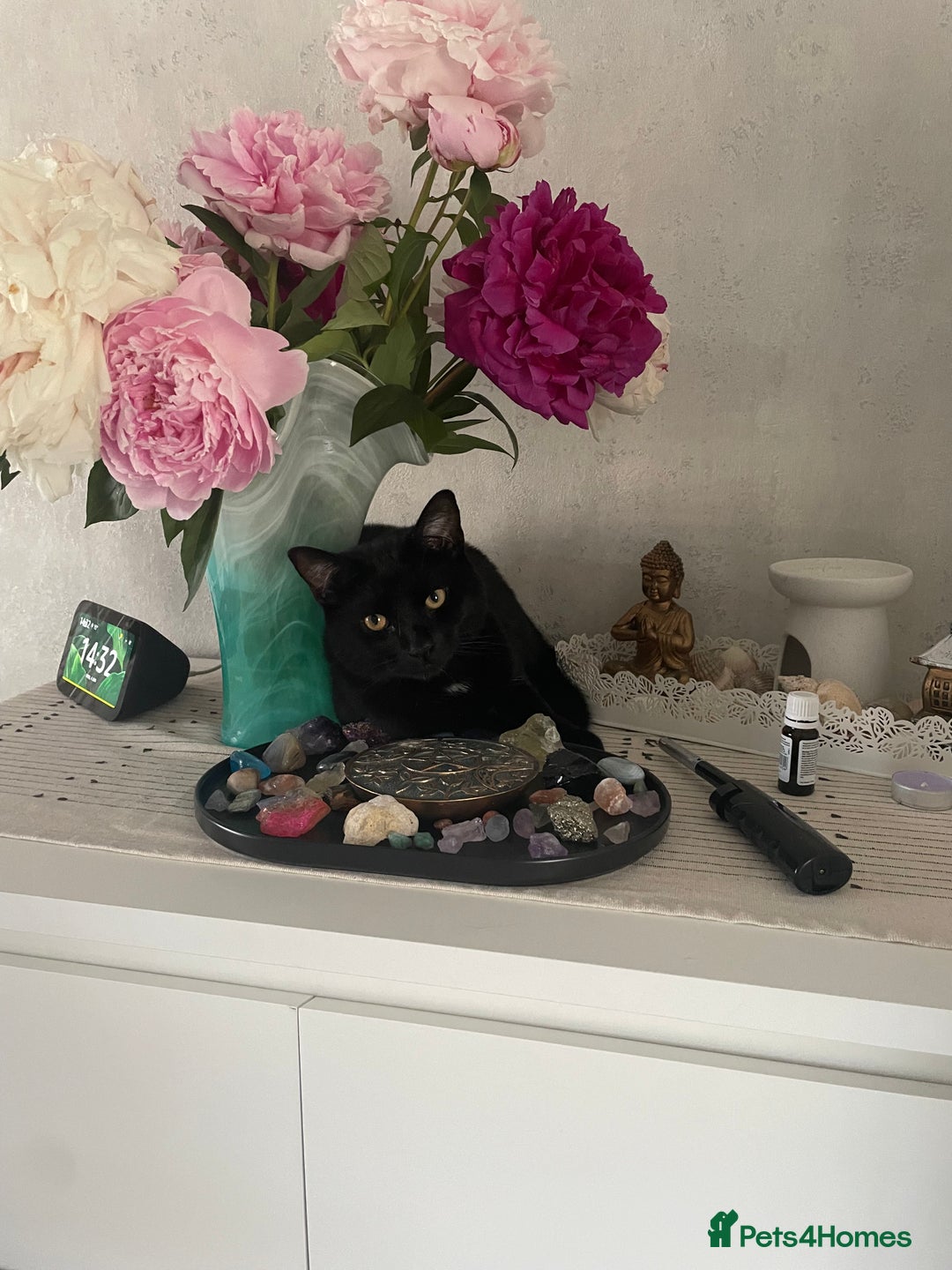 Balinese cats for sale: Cat for sale - Advert 6