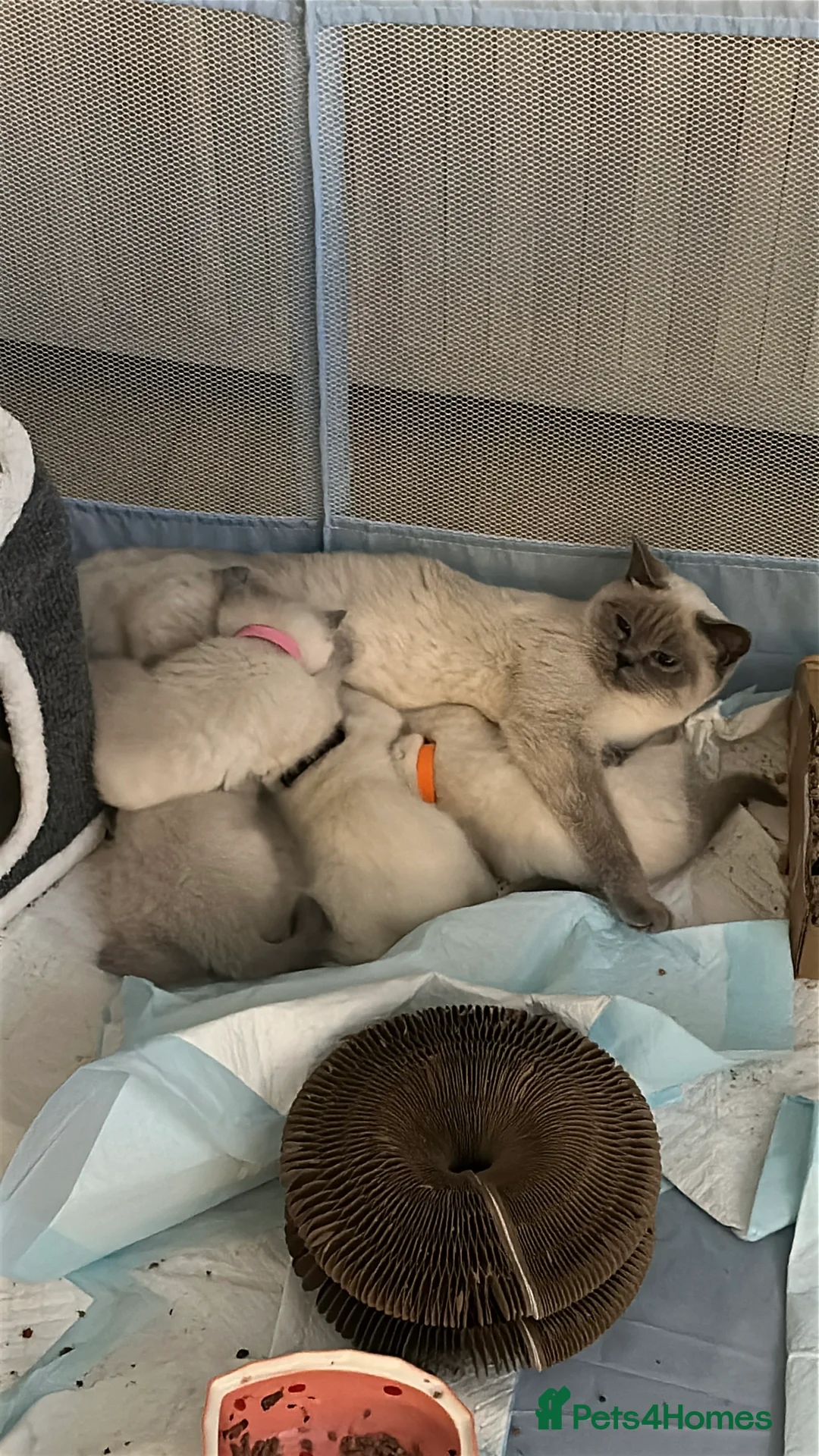 Mixed Breed cats for sale: Beautiful Ragdoll x BSH Kittens – 4 Available - Advert 3