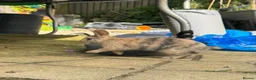 Mini Lop rabbits for sale: Five baby mini lop bunnies - Advert 2