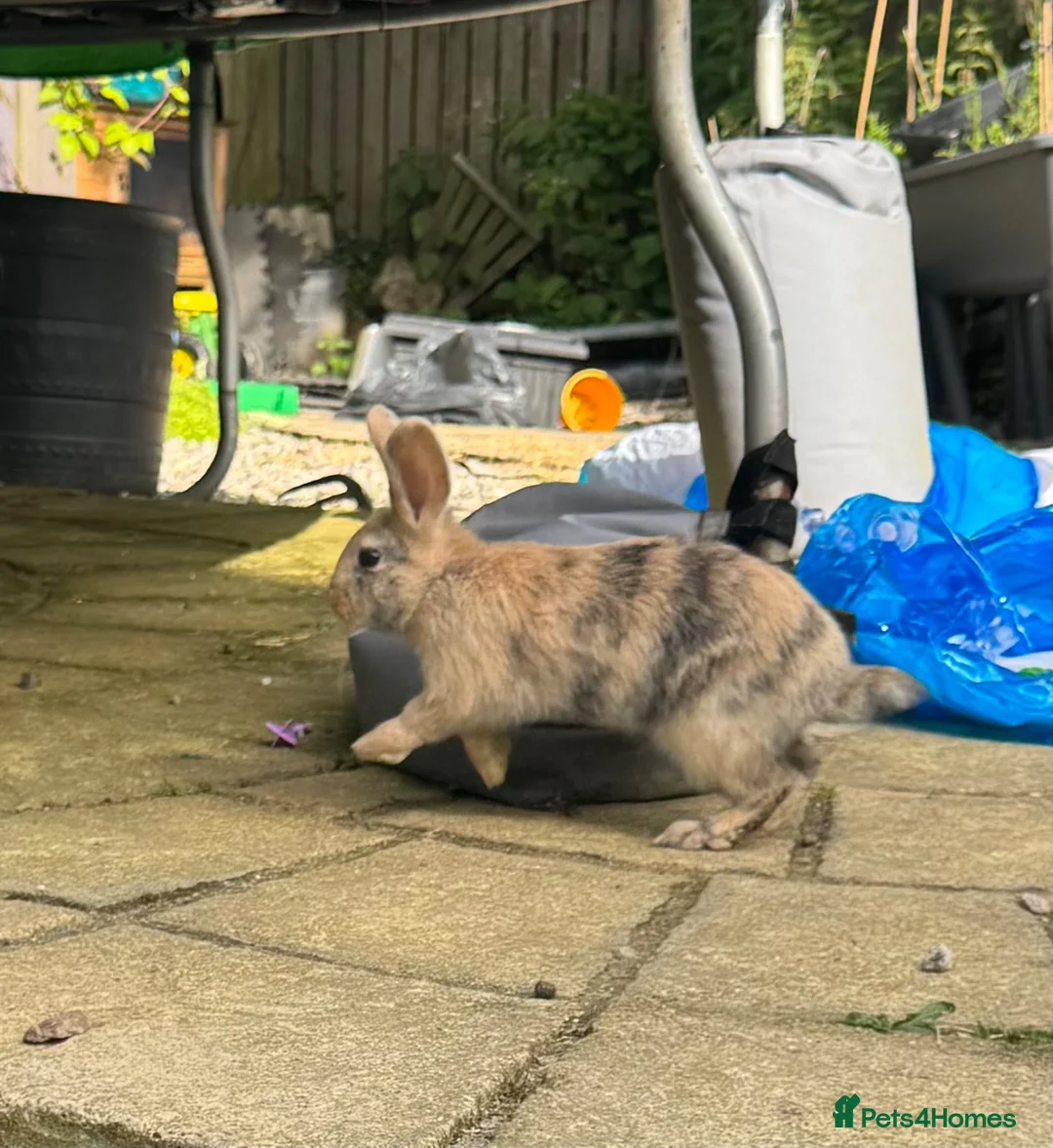 Mini Lop rabbits for sale: Five baby mini lop bunnies - Advert 2