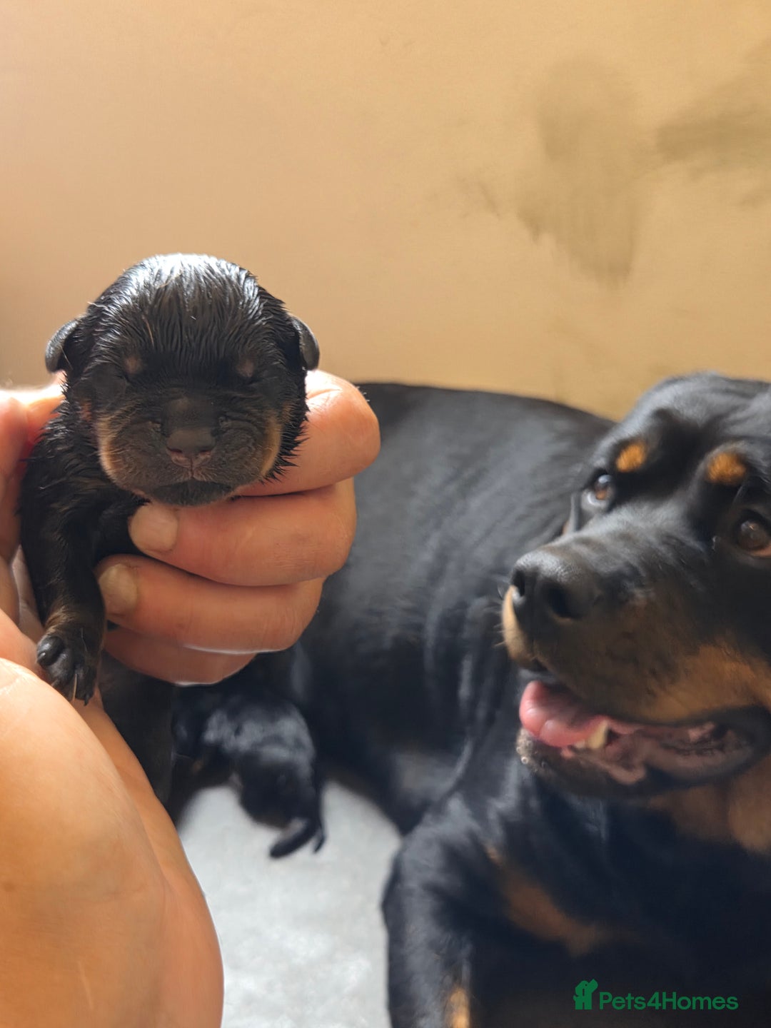 Rottweiler dogs for sale: 22 Week old female Rottweiler  - Advert 7