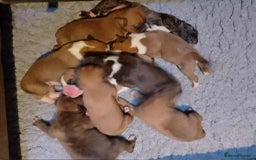 Boxer dogs for sale: Health Tested COI 1.5% KC Registered - Image 2