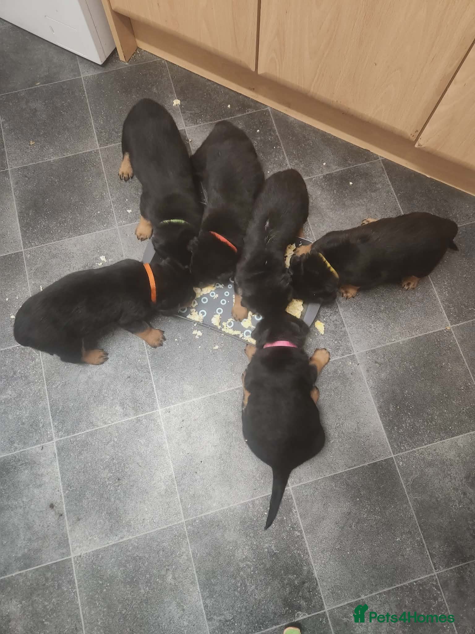 Rottweiler dogs All Beautiful big Rottweiler pups reserved  - Advert 6
