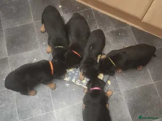Rottweiler dogs All Beautiful big Rottweiler pups reserved - Advert 6