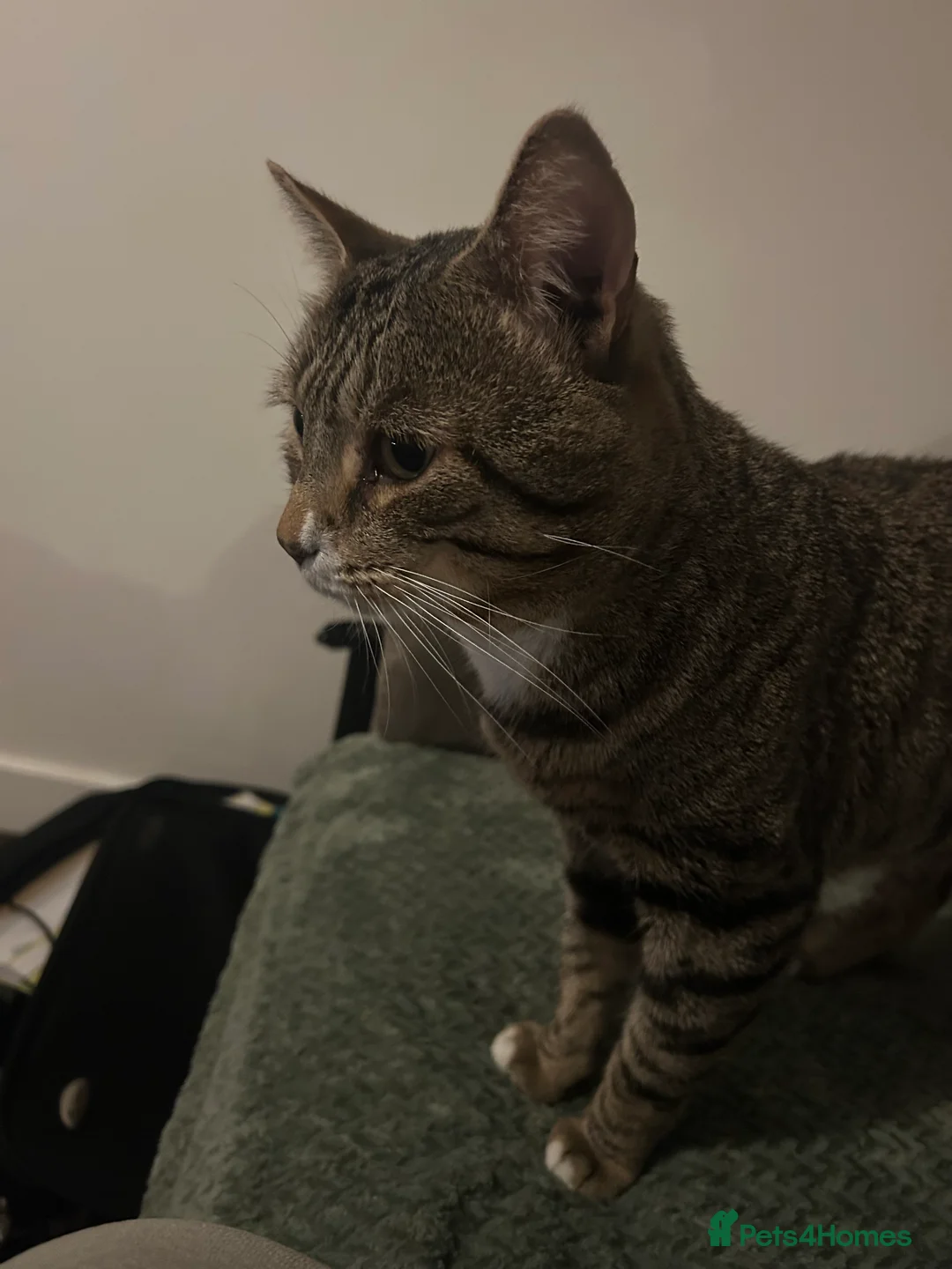 Mixed Breed cats for sale: White & Tabby - Advert 2