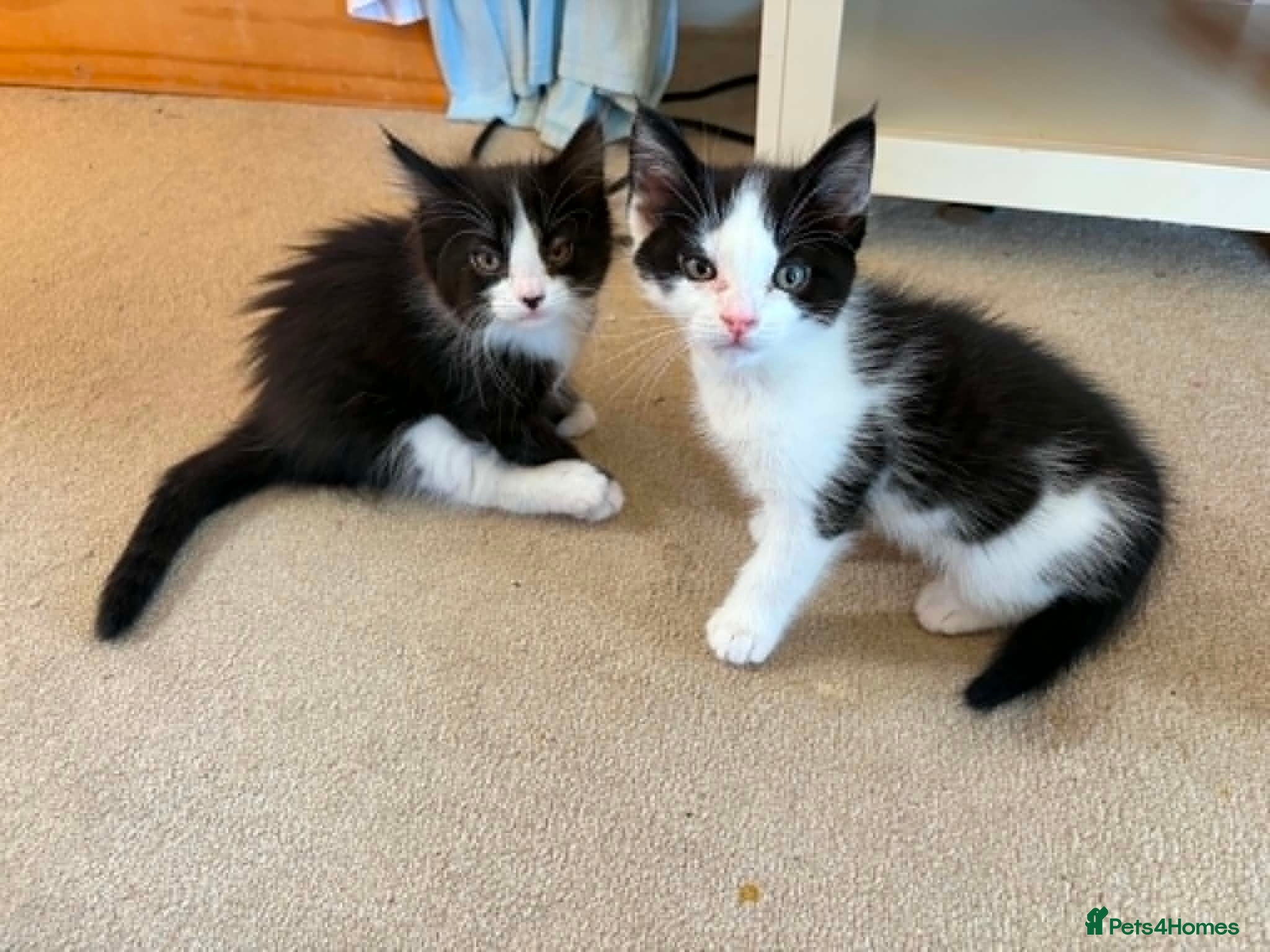 Mixed Breed cats Gorgeous fluffy black & white kittens - READY NOW! - Advert 1