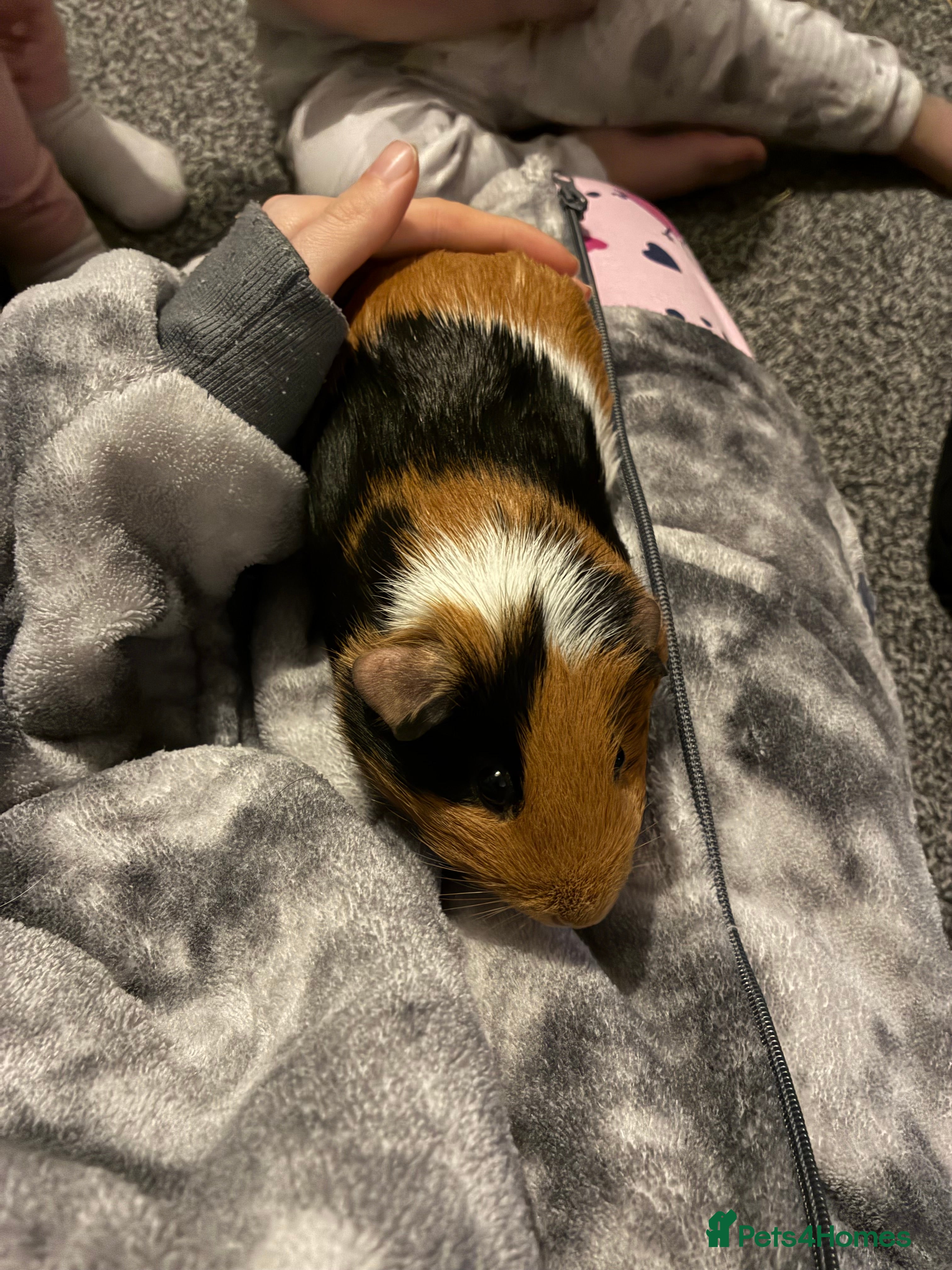 Guinea Pig rodents 2 female guinea pigs  - Advert 16