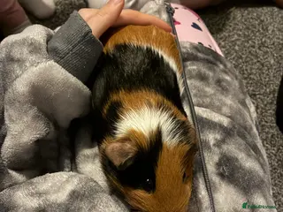 Guinea Pig rodents 2 female guinea pigs - Advert 16