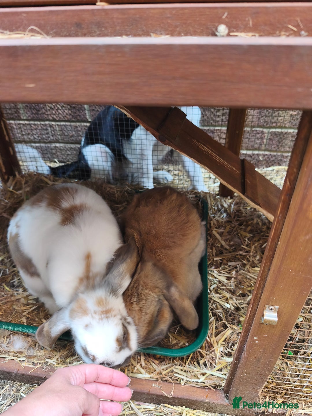 French Lop rabbits for sale: Very friendly lop eared rabbits, neutered  - Advert 5