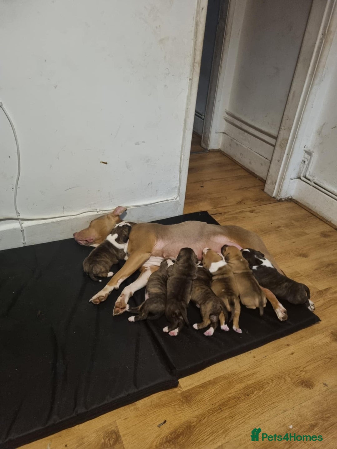 Mixed Breed dogs for sale: American bully Staffordshire bull terrier Puppies  - Advert 23