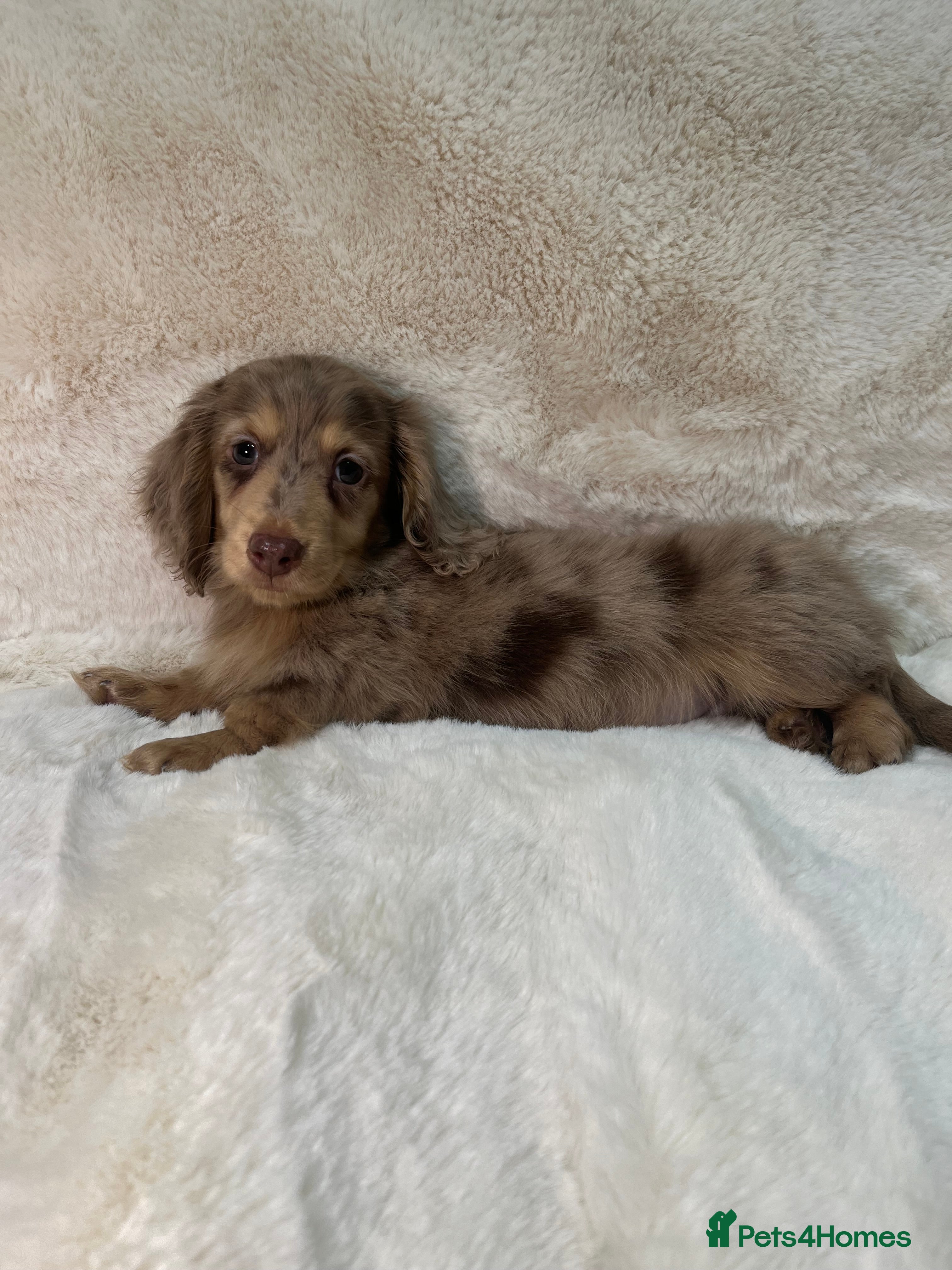 Miniature Dachshund dogs DAPPLE MINIATURE LONGHAIRED DACHSHUND KC REG - Advert 14