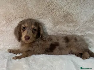 Miniature Dachshund dogs DAPPLE MINIATURE LONGHAIRED DACHSHUND KC REG - Advert 14