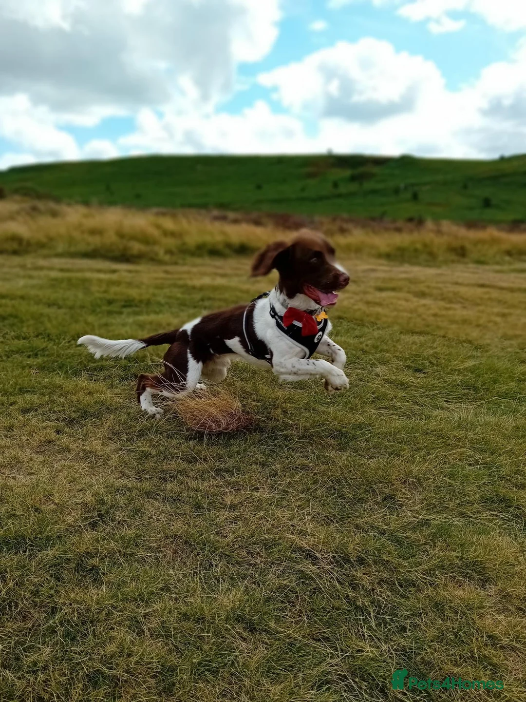 English Springer Spaniel dogs for stud: Alfie in Liversedge - Advert 2