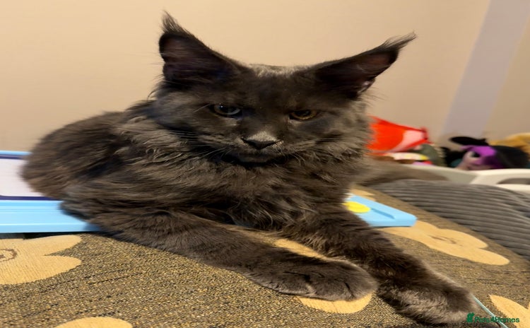 Maine Coon cats - Advert 1