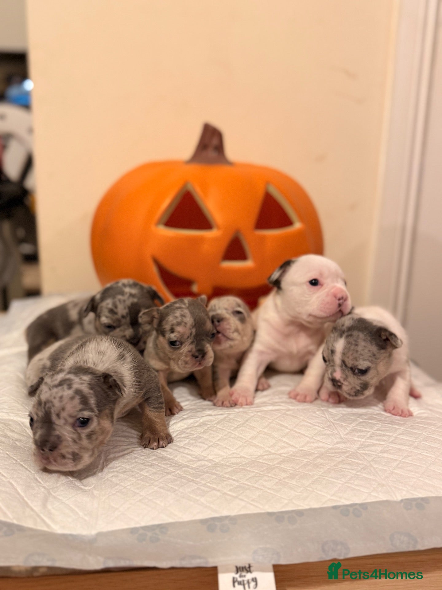 French Bulldog dogs for sale: 🌟Exceptional KC Reg French Bulldog Puppies🌟 - Advert 17