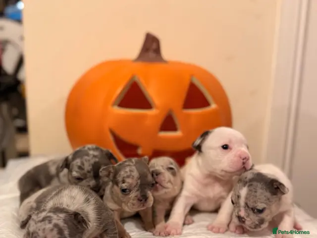 French Bulldog dogs for sale: 🌟Exceptional KC Reg French Bulldog Puppies🌟 - Advert 17