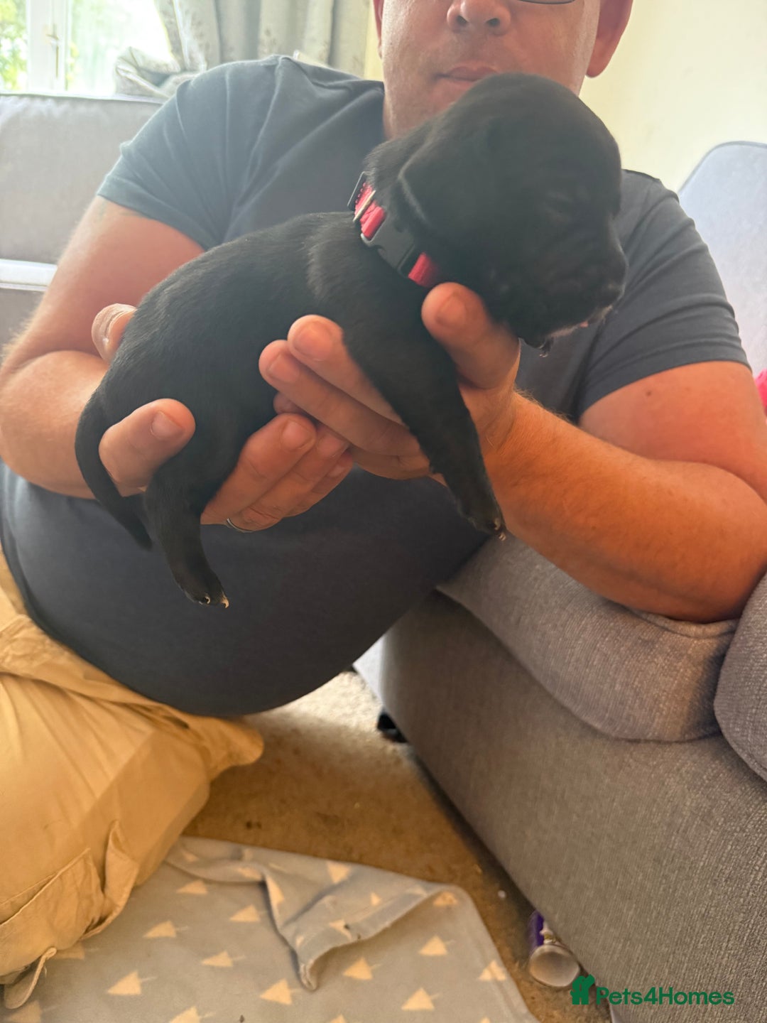 Mixed Breed dogs for sale: Doxla  - Image 7
