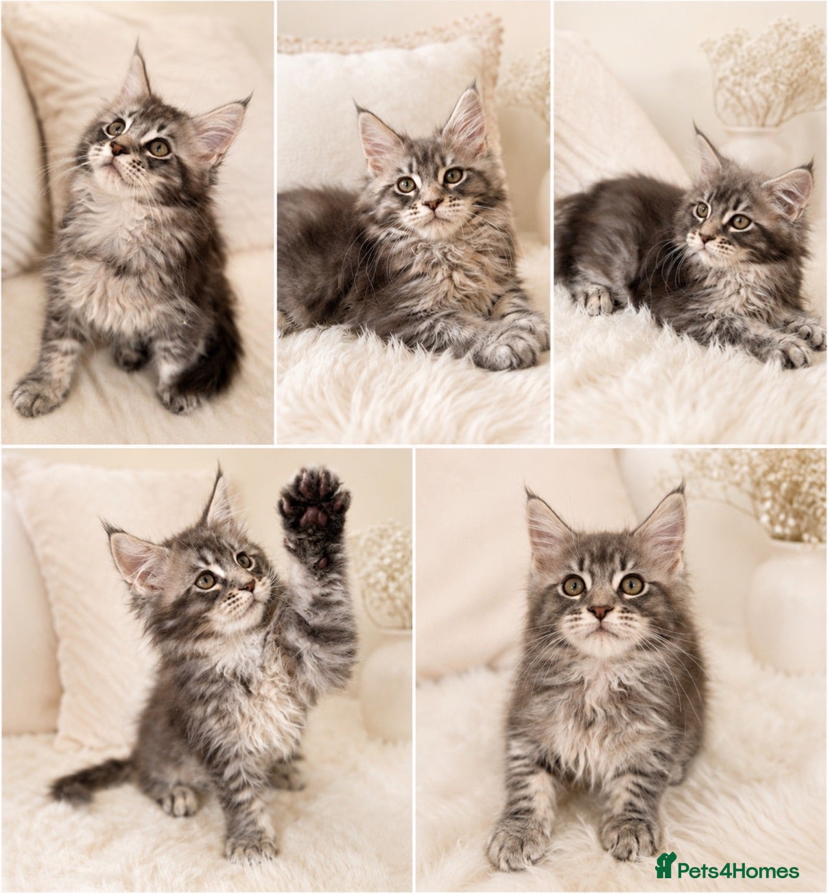 Maine Coon cats Stunning TICA Registered Maine Coon Kittens - Advert 1