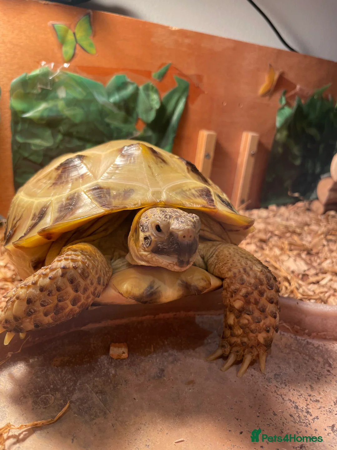 Tortoise reptiles for sale: Horsefield Tortoise with Full enclosure and set up in Harrow - Advert 1