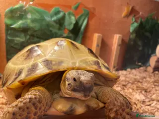 Tortoise reptiles Horsefield Tortoise with Full enclosure and set up - Advert 4