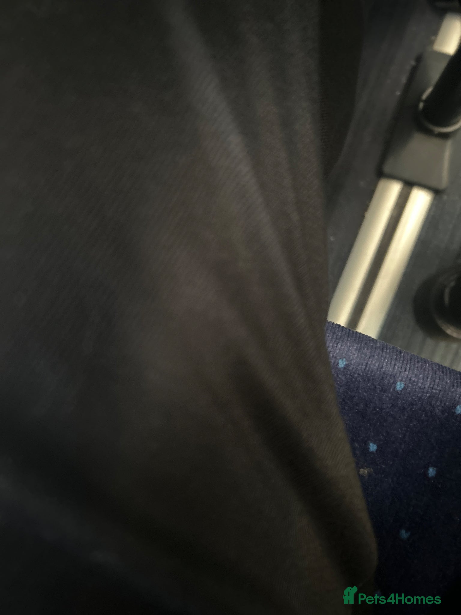 American Bobtail cats Nnnnn - Advert 4