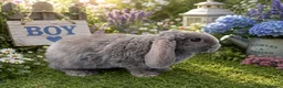Mini Lop rabbits for sale: A beautiful selection of baby buns - Advert 8