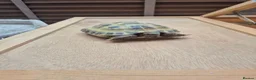 Hermann Tortoise reptiles for sale: 2 Male Hermann Tortoise in Workington - Advert 3