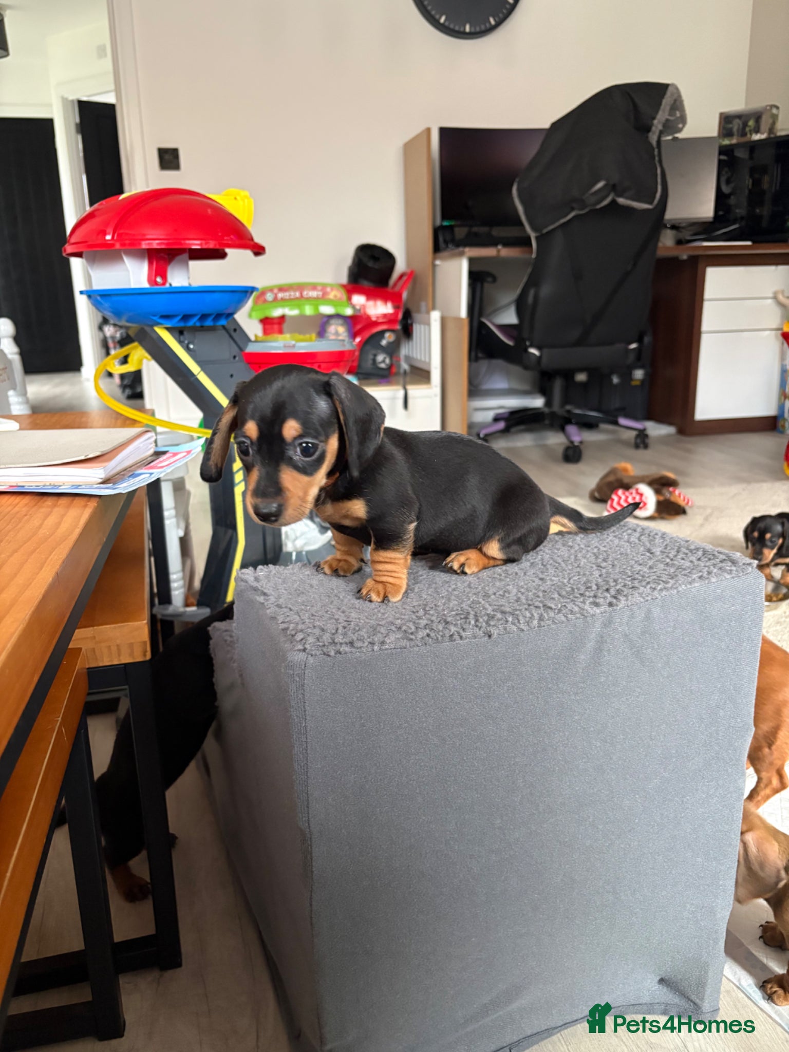 Miniature Dachshund dogs LAST GIRL miniature Black and Tan Dachshund - Advert 17