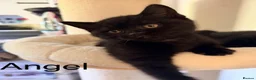 British Shorthair cats for sale: Gorgeous black BSH kittens available.  - Advert 19
