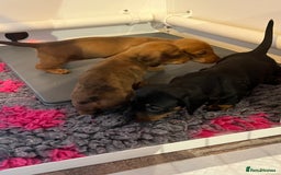 Miniature Dachshund dogs for sale: Miniature dachshund  - Image 2