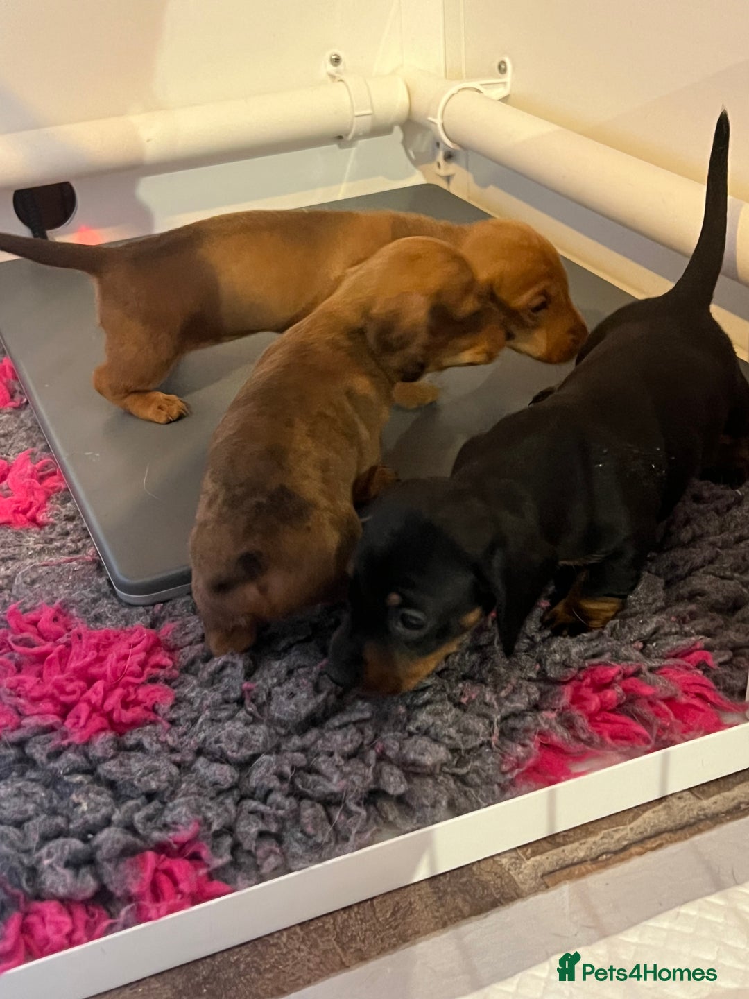 Miniature Dachshund dogs for sale: Miniature dachshund  - Image 2