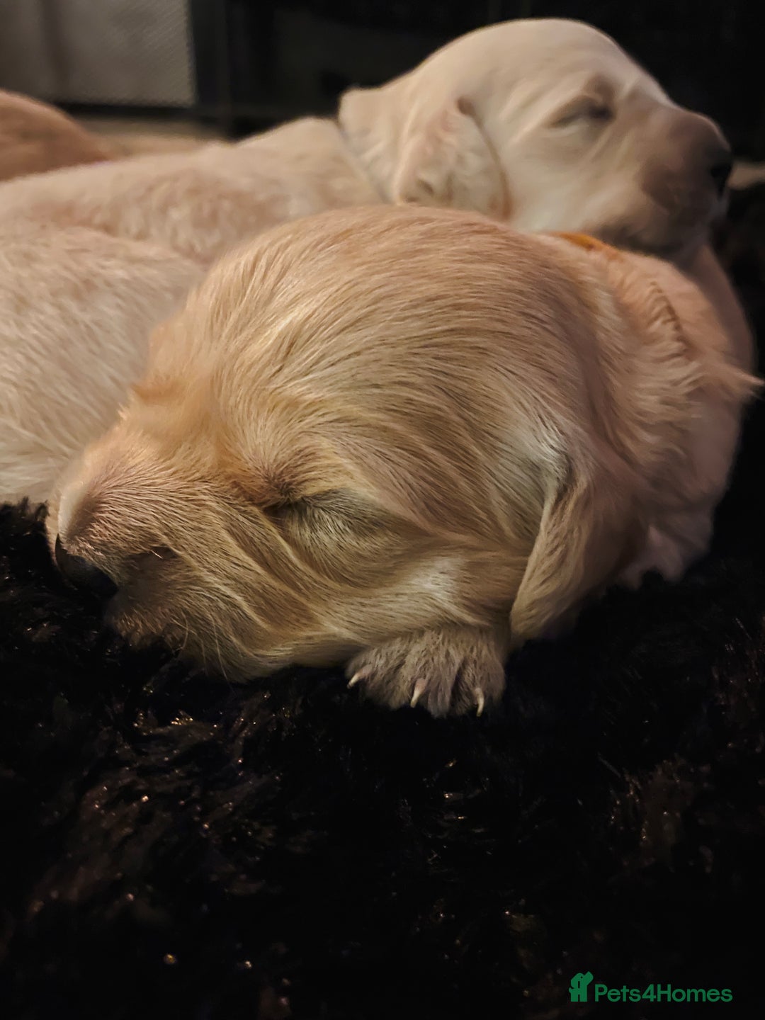 Golden Retriever dogs for sale: Pure Bred Golden Retriever Puppies for Sale - Advert 5