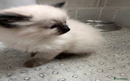 Ragdoll cats for sale: Blue seal point lynx ragdoll pedigree - Image 11