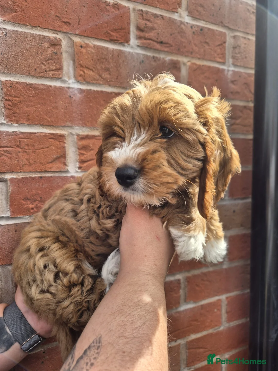 Cockapoo dogs for sale: 10 week old Cockapoo in Worcester - Advert 1