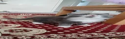 Mixed Breed cats for sale: 5 beautiful kittens looking for home - Advert 7