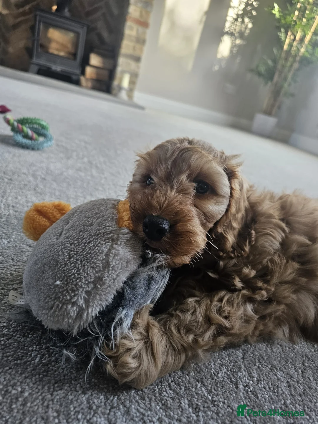 Cockapoo dogs for stud: F1b Red Proven Cockapoo DNA Tested F/F for Stud  in Coventry - Advert 17