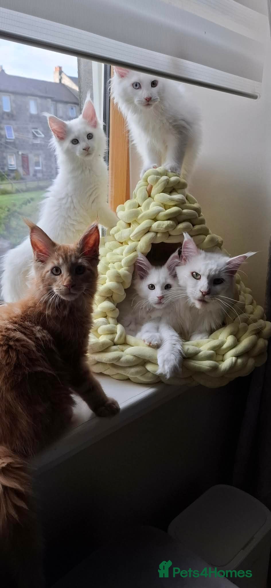 Maine Coon cats Snow & Fire Maine Coon Kittens GCCF - Advert 6