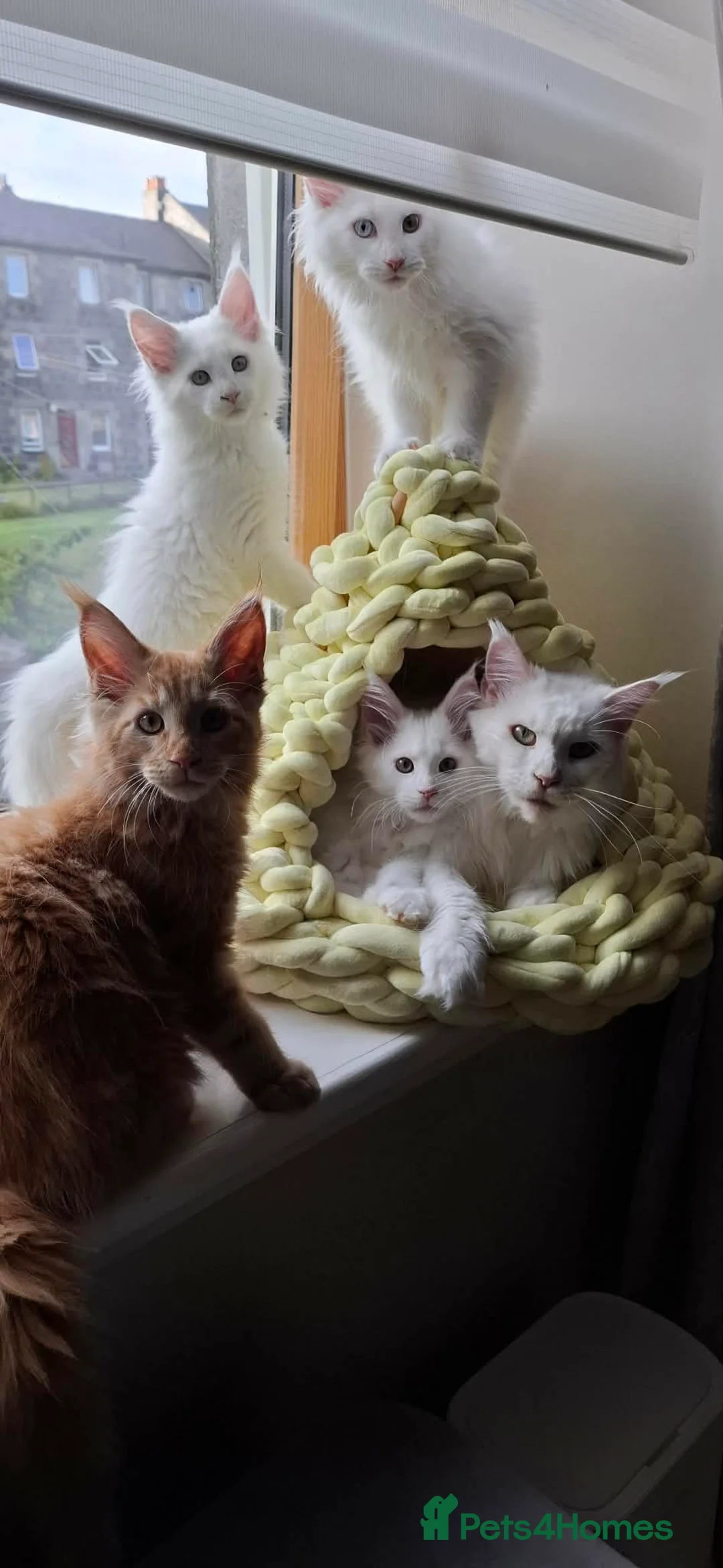 Maine Coon cats for sale: Snow & Fire Maine Coon Kittens GCCF - Advert 1