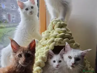Maine Coon cats Snow & Fire Maine Coon Kittens GCCF - Advert 6